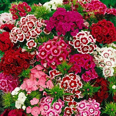 Dianthus Seeds 🌈 Mix Over 10 Colors