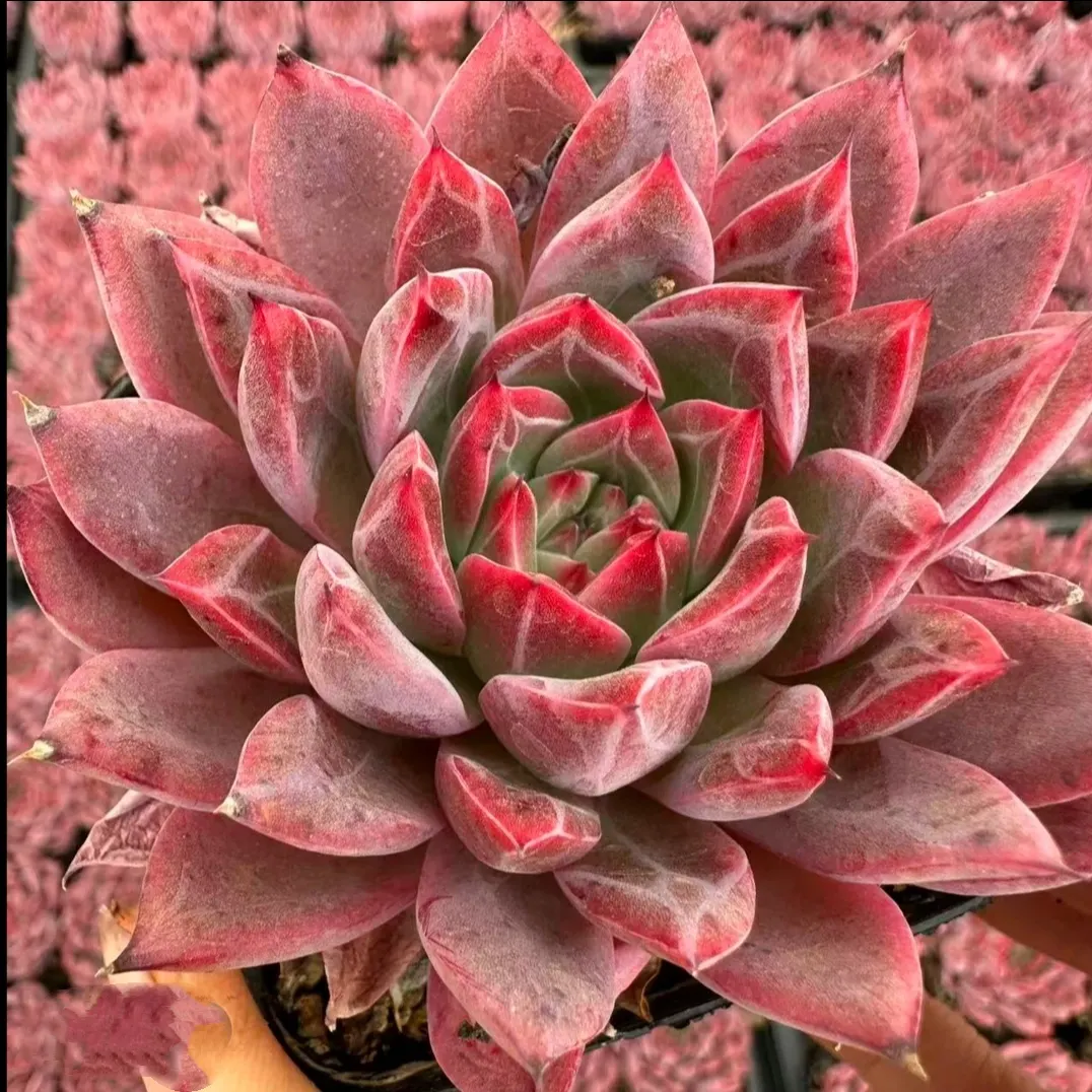 plant Aeonium Echeveria Haworthia  Caudex  Lithops Cactus  Agave 