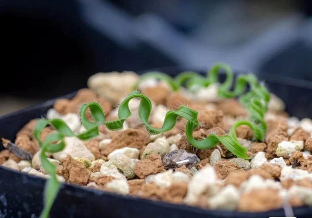 plant Aeonium Echeveria Haworthia  Caudex  Lithops Cactus  Agave 