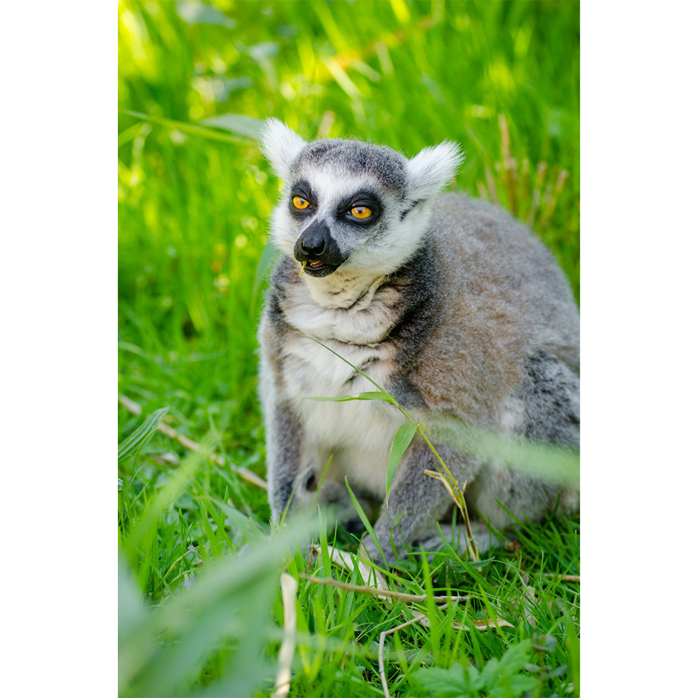 

30*40CM - Round Drill Diamond Painting - Ring-tailed Lemur Monkey, 501 Original
