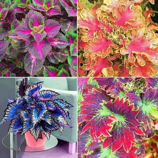 50pcs/Bag Coleus Bonsai Flower Leaf Plants Rainbow Dragon Seeds Garden