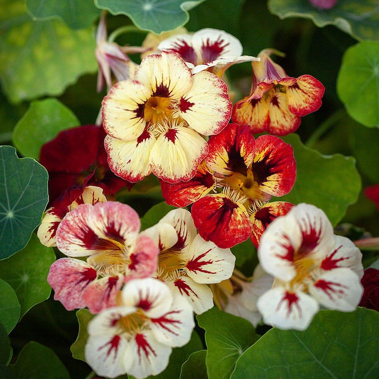 Nasturtium Seeds(Dwarf) - Bloody Mary