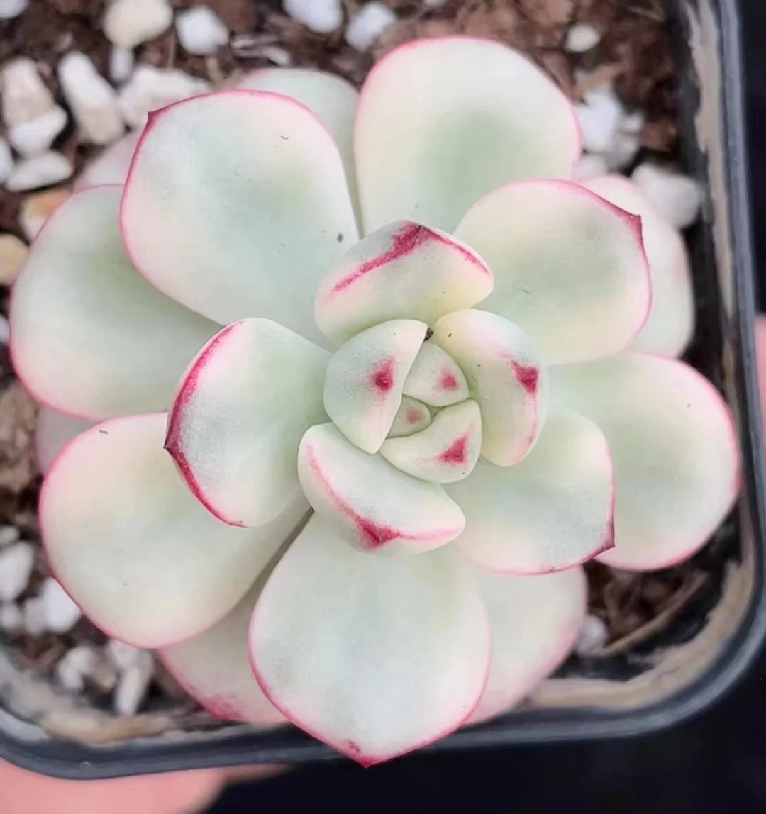 plant Aeonium Echeveria Haworthia  Caudex  Lithops Cactus  Agave 