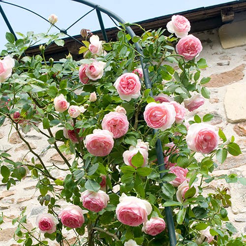 Rainbow Climbing Rose Seed Jonyparkseed®