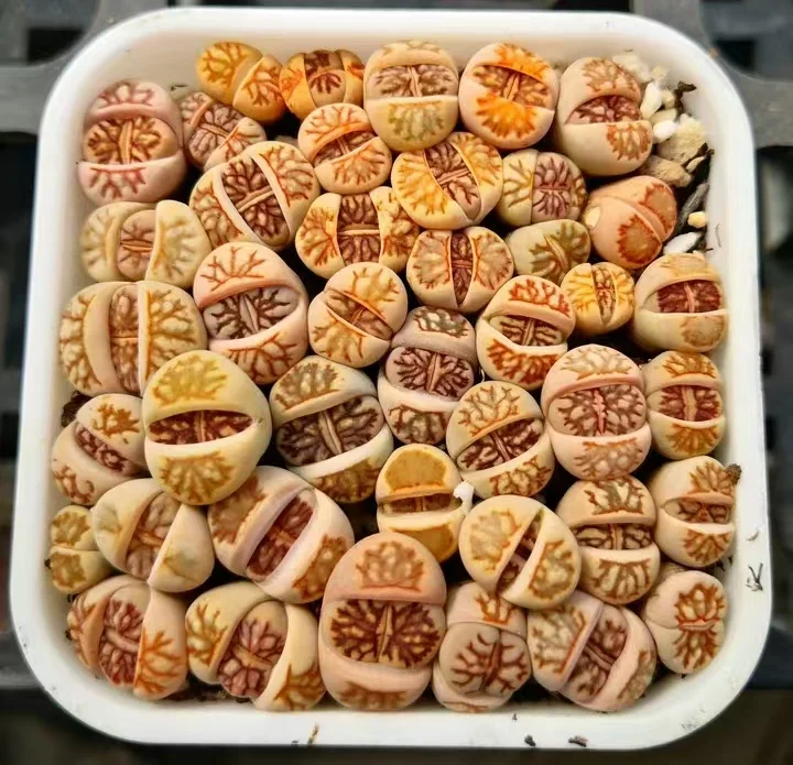 plant Aeonium Echeveria Haworthia  Caudex  Lithops Cactus  Agave 