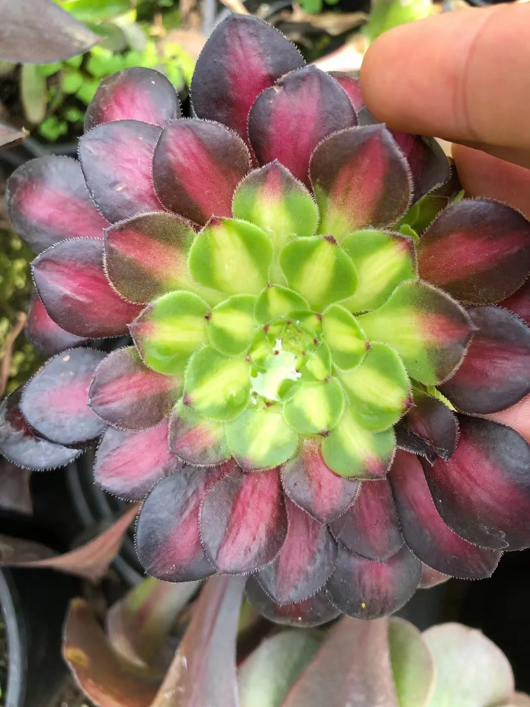 plant Aeonium Echeveria Haworthia  Caudex  Lithops Cactus  Agave 