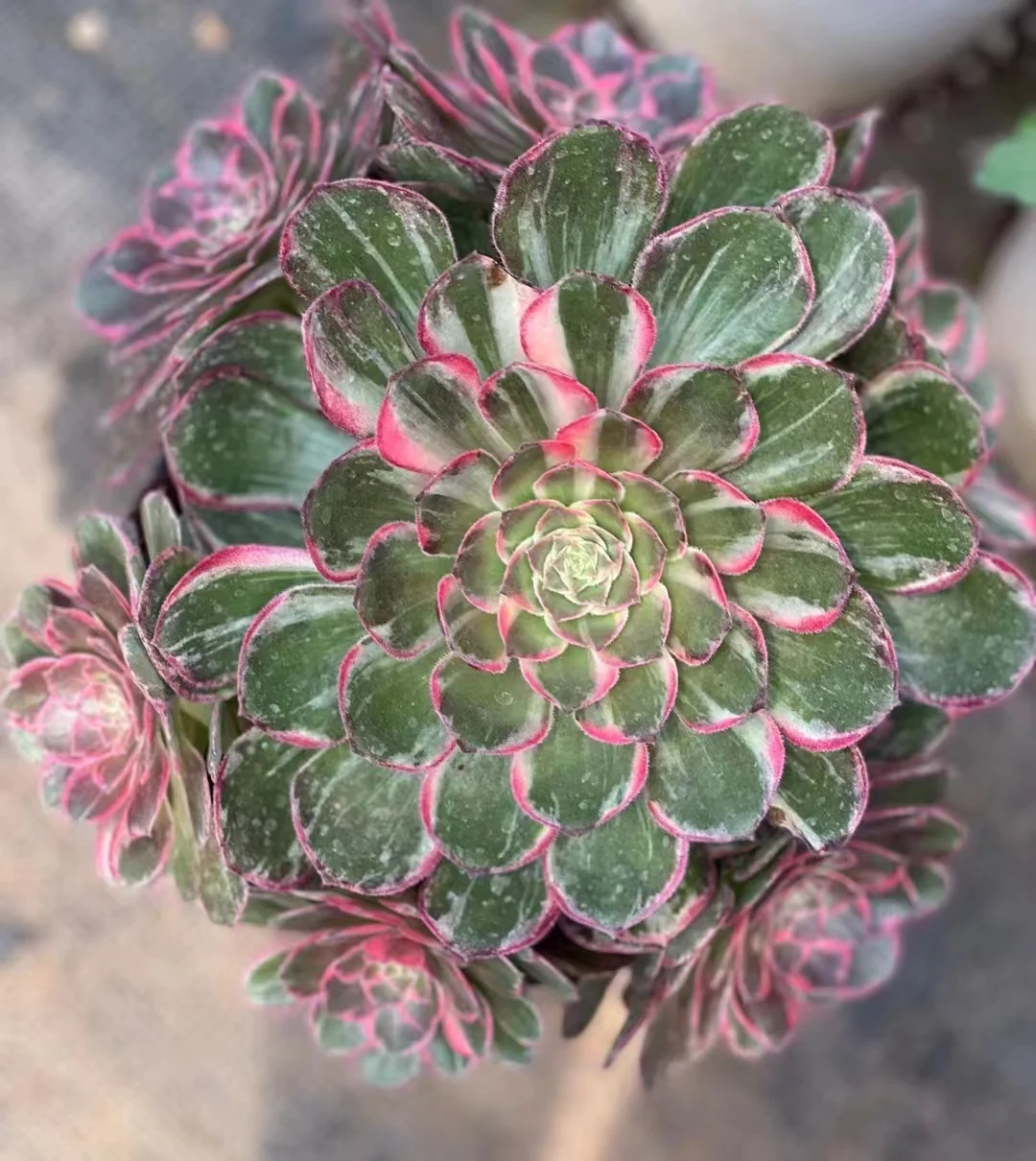 plant Aeonium Echeveria Haworthia  Caudex  Lithops Cactus  Agave 