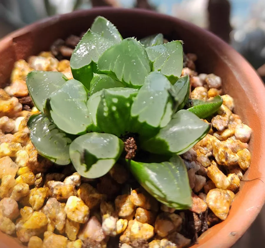 plant Aeonium Echeveria Haworthia  Caudex  Lithops Cactus  Agave 