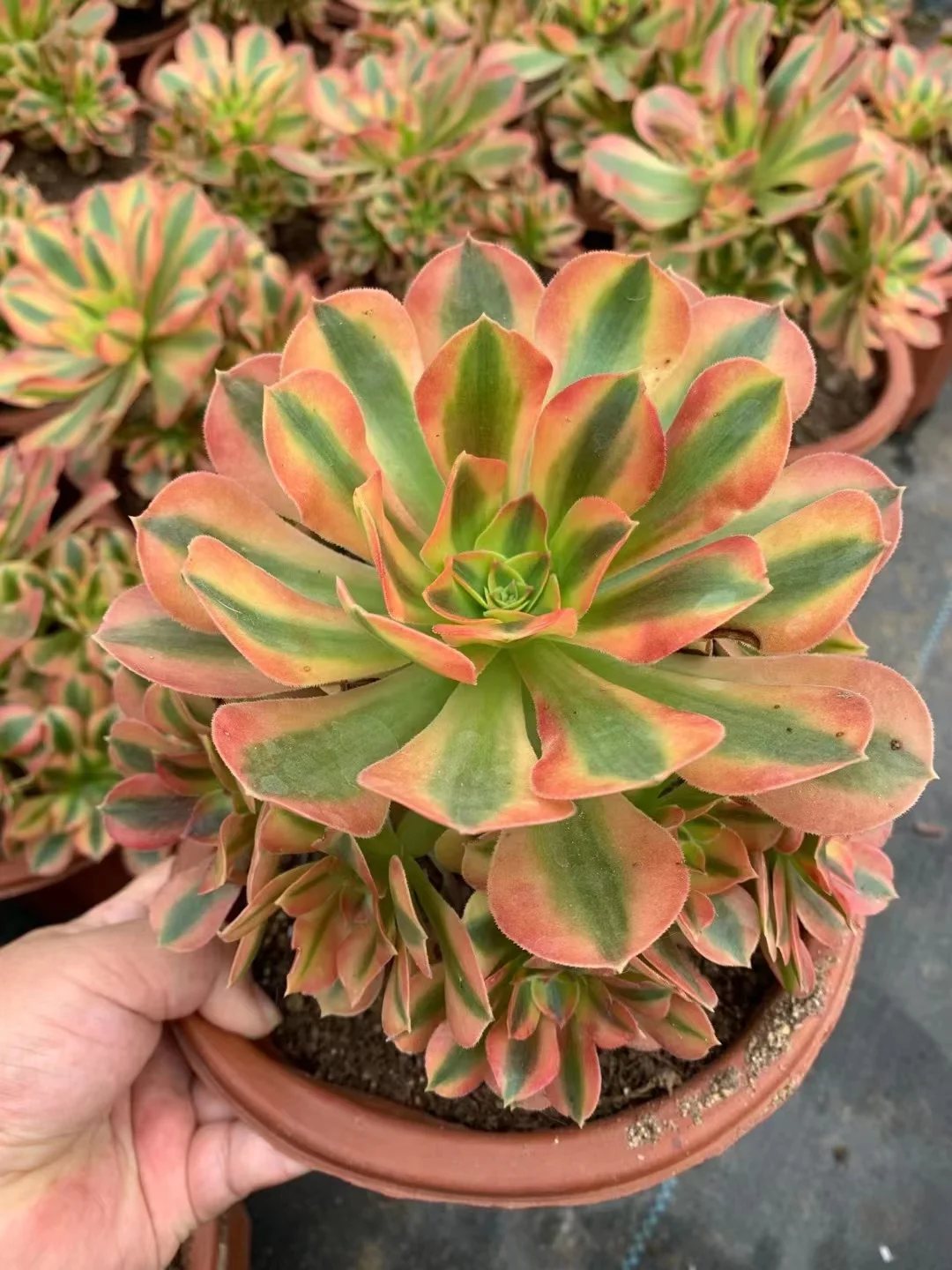 223.   vina  15-18cm 8 heads / Aeonium cluster/ Succulent plants / Garden landscape / Carefully select healthy plants