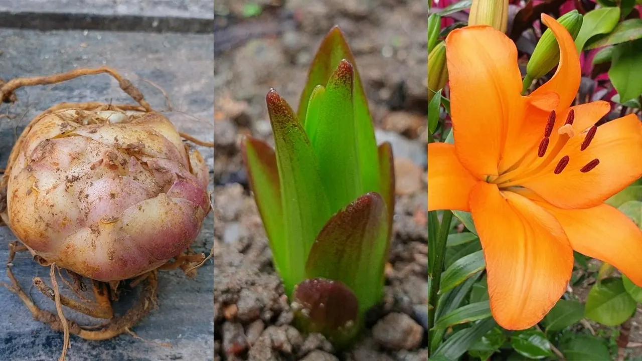 Lilies growing in pots