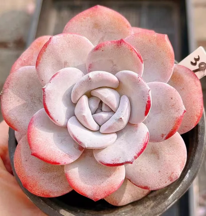 431.Echeveria Laui . single head 5-6cm/ Echeveria / Succulent plants / Garden landscape / Carefully select healthy plants