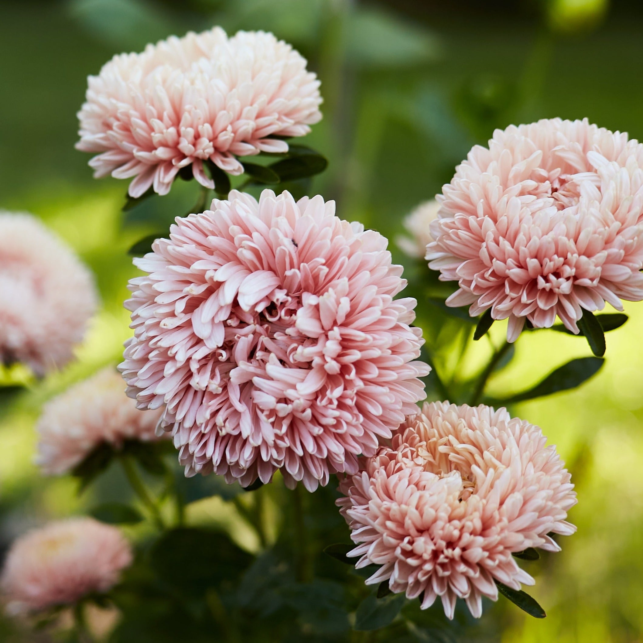 Aster China King Size Apricot Flower | X 50 seeds