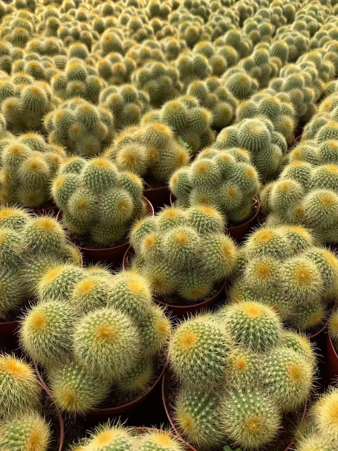 plant Aeonium Echeveria Haworthia  Caudex  Lithops Cactus  Agave 