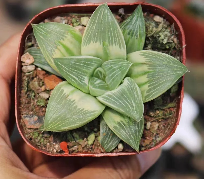 hts4.Haworthia Retusa Milkyway Variegated 5-6cm/ Haworthia/ Succulent plants / Garden landscape / Carefully select healthy plants