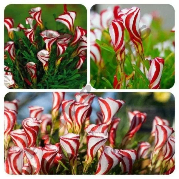 50Pcs Candy Cane Sorrel Oxalis Versicolor Seeds Garden Flowers