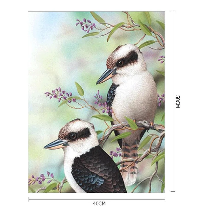 Australian Kookaburra - Painting By Numbers - 40*50cm