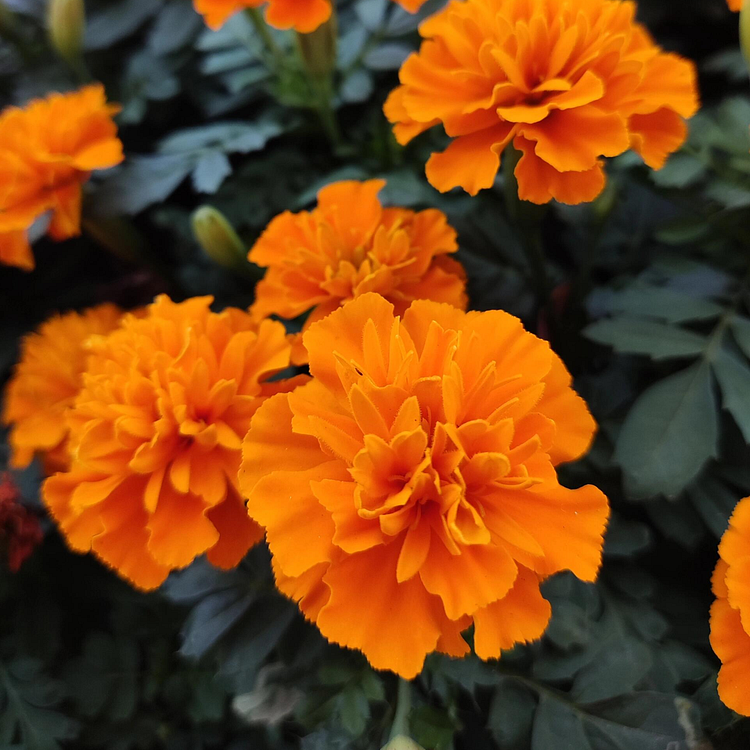 French Marigold Seed- Mixed Color