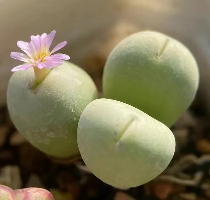 plant Aeonium Echeveria Haworthia  Caudex  Lithops Cactus  Agave 