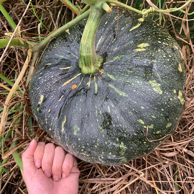 Millstone Pumpkin Seeds