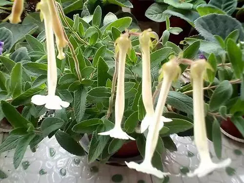 plant Aeonium Echeveria Haworthia  Caudex  Lithops Cactus  Agave 