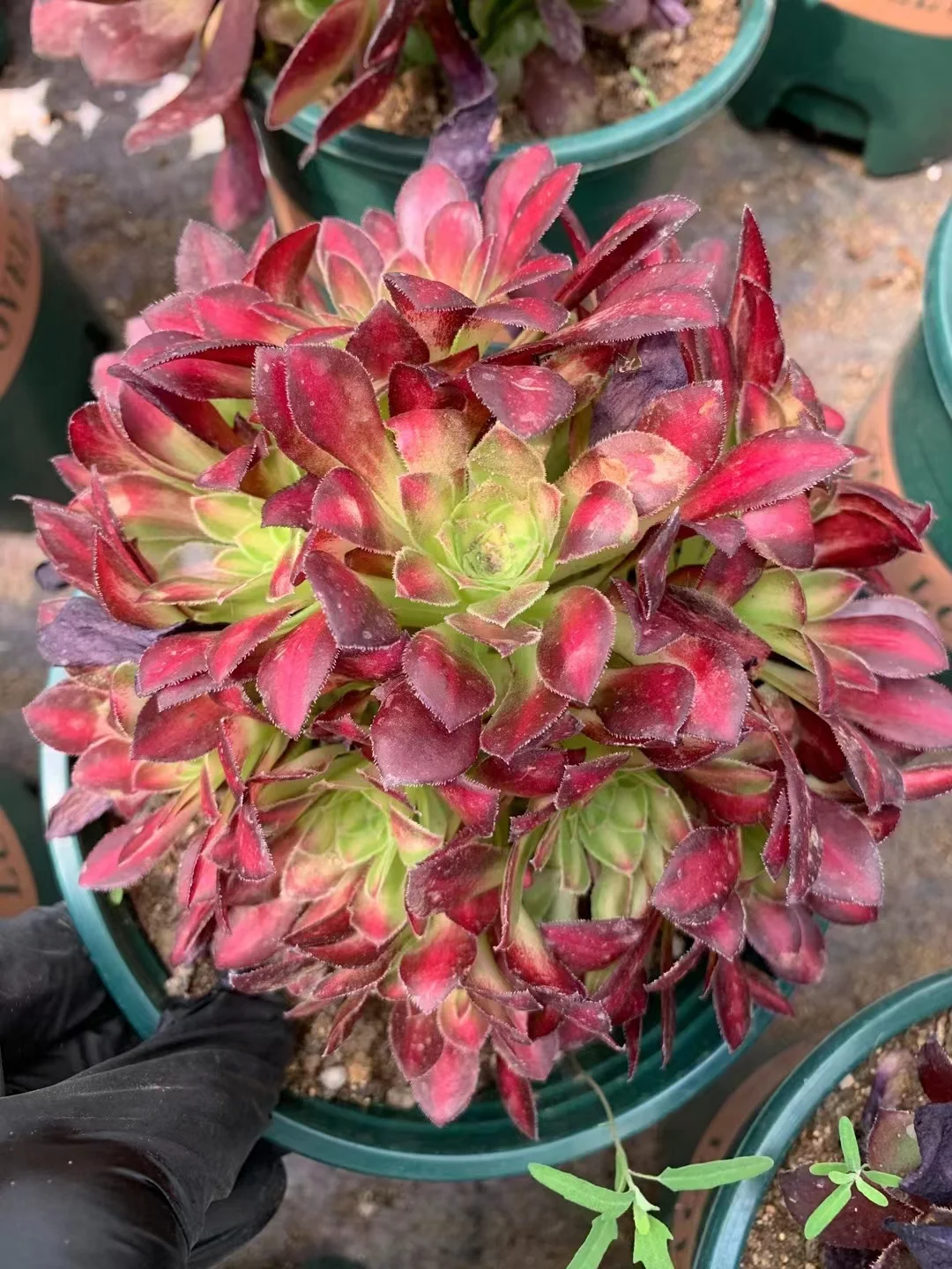 plant Aeonium Echeveria Haworthia  Caudex  Lithops Cactus  Agave 