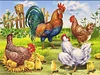 Poulet - peinture ronde compl&egrave;te de diamant