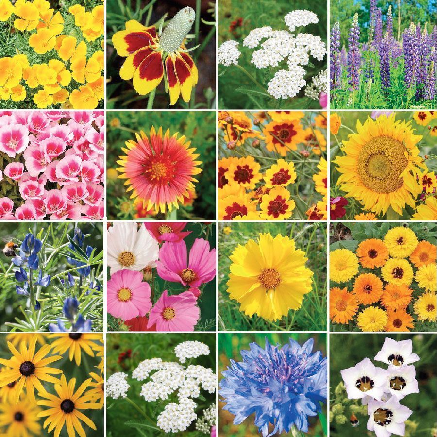 Mixed Wildflower Hummingbird Seeds Jonyparkseed®