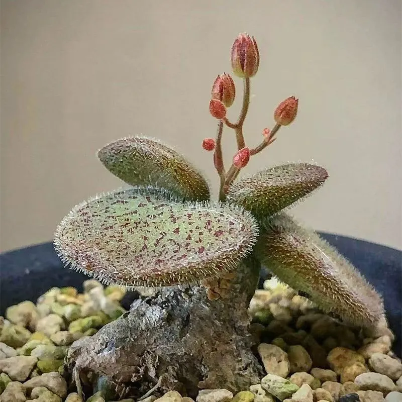 plant Aeonium Echeveria Haworthia  Caudex  Lithops Cactus  Agave 