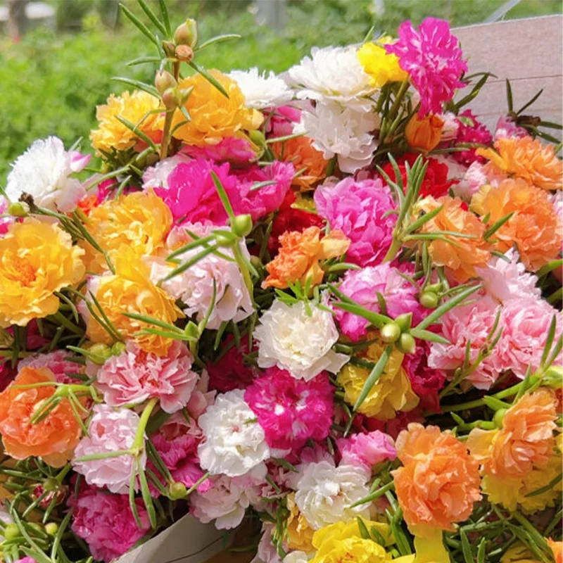 🌹MOSS ROSE—IMMORTAL FLOWER