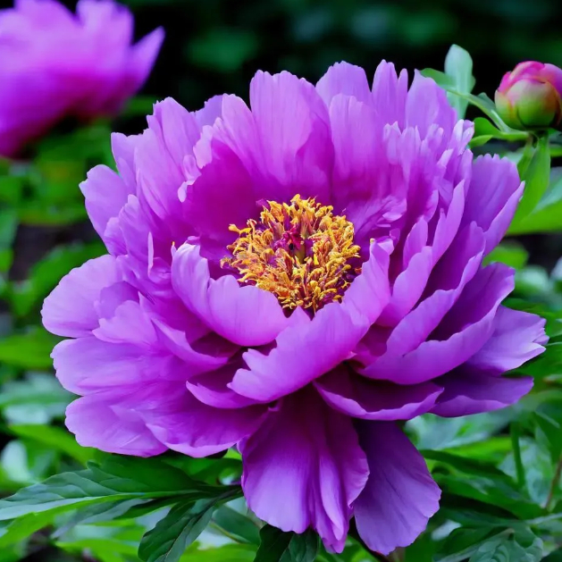 Purple Peony Seeds – Symbol of luck and wealth