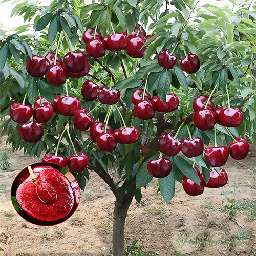 Rainier Cherry Fruit Seeds(🪴Buy 4 Get 1 Free🌿Can be planted in winter)