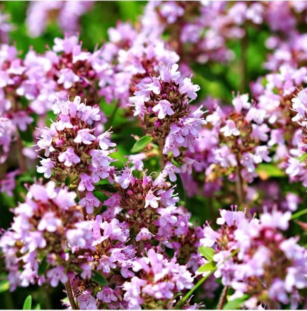 Creeping Thyme Seeds