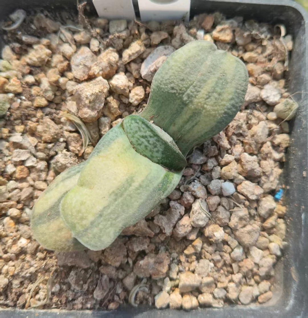 onestock.Gasteriea armstrongii f.variegata 5cm/ Haworthia/ Succulent plants / Garden landscape / Carefully select healthy plants