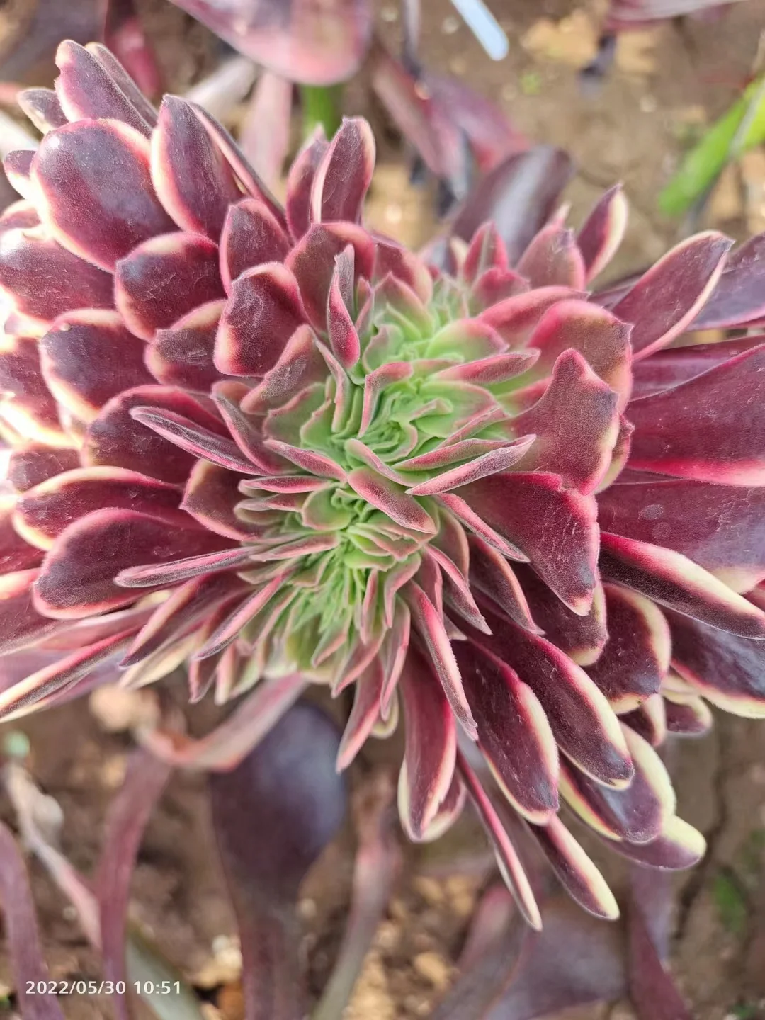 plant Aeonium Echeveria Haworthia  Caudex  Lithops Cactus  Agave 