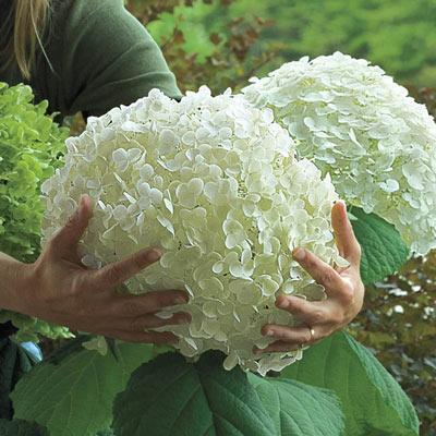 Hydrangea Seed: Beautiful, reunion and gratitude