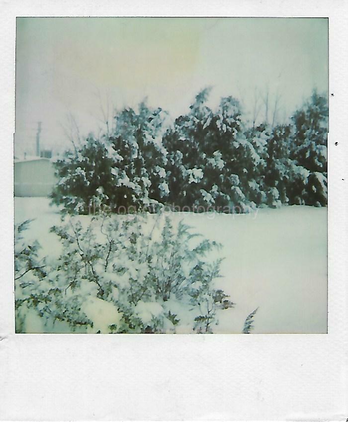 WINTER BUSH Vintage POLAROID Found Photo Poster paintinggraph SNOW Original COLOR 17 53 B