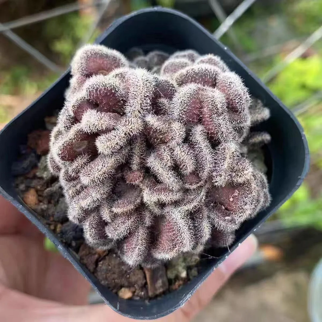 plant Aeonium Echeveria Haworthia  Caudex  Lithops Cactus  Agave 