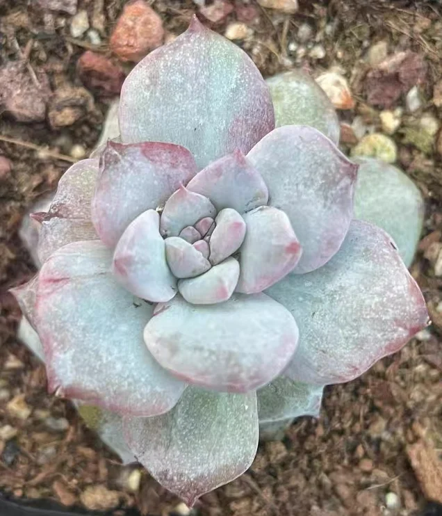 plant Aeonium Echeveria Haworthia  Caudex  Lithops Cactus  Agave 