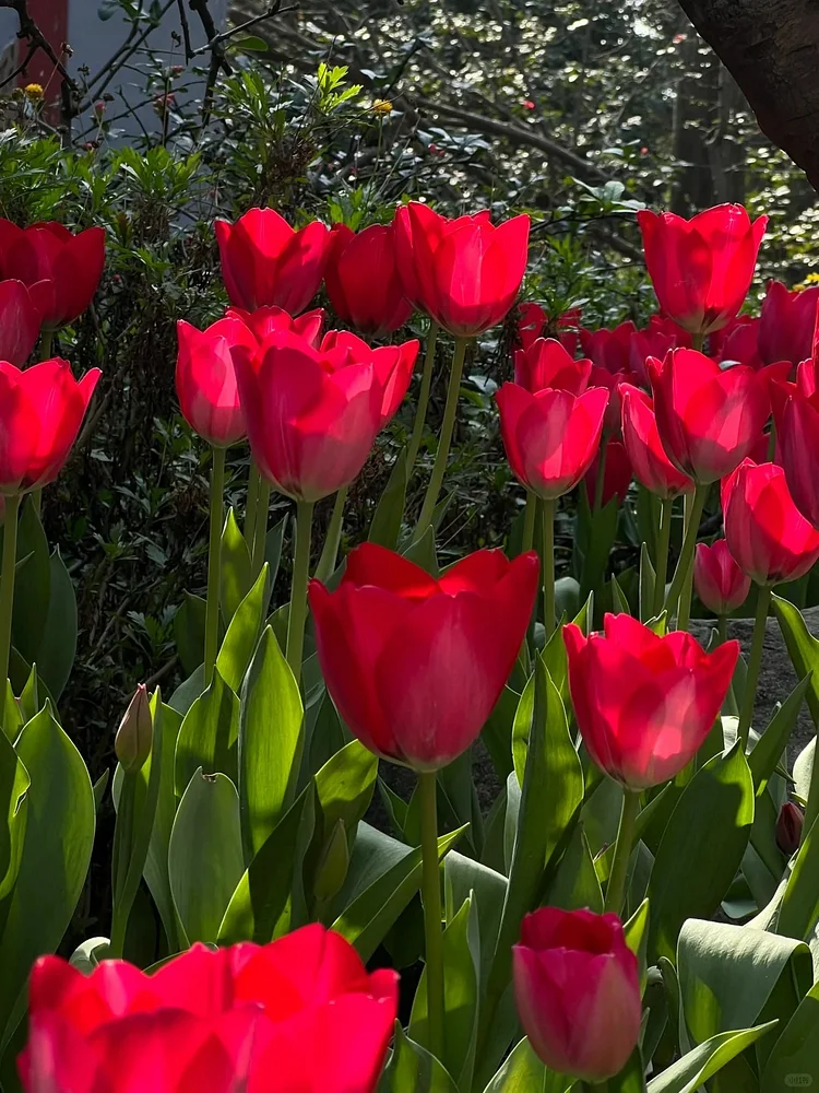 Tulip Bulbs - Plant the Beauty of Spring in Your Garden!