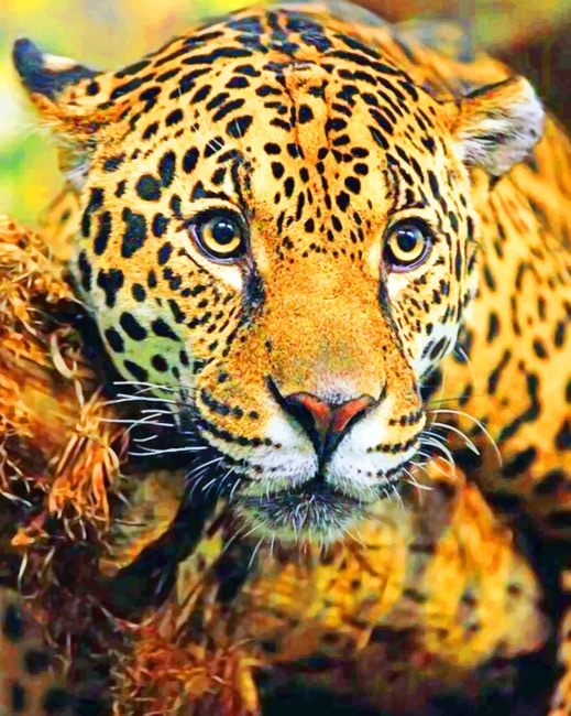 

Jaguar – Paint By Numbers - 40*50CM, 501 Original