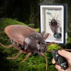 Infrared Remote Control Electric Simulation Induction Cockroach Spider Ant Tricky Animal Toy
