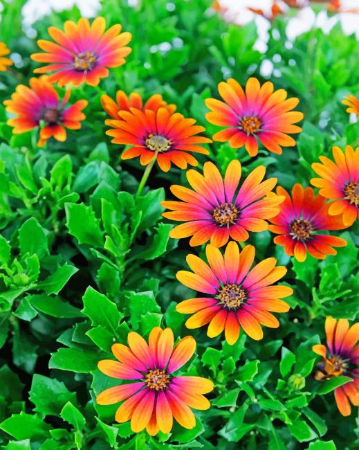 

African Daisies – Paint By Numbers - 40*50CM, 501 Original