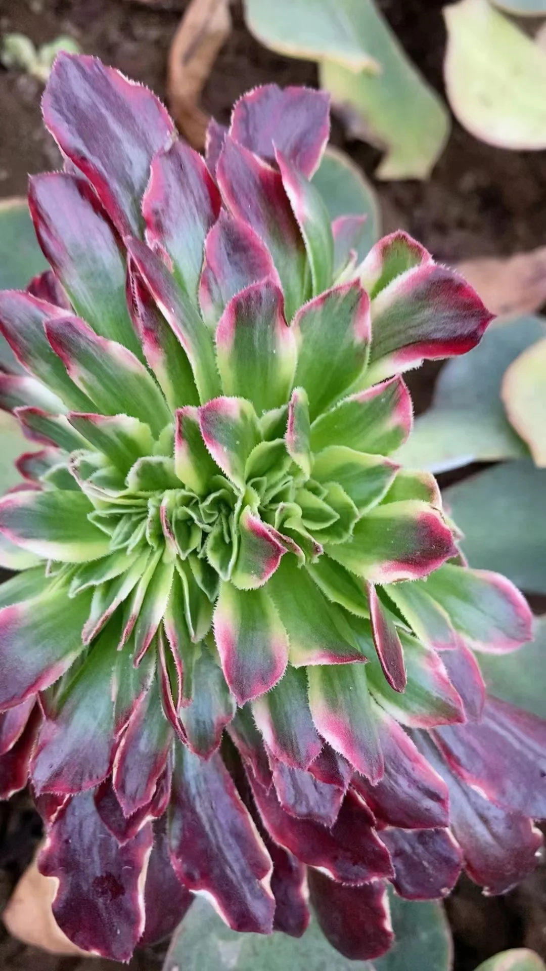 plant Aeonium Echeveria Haworthia  Caudex  Lithops Cactus  Agave 