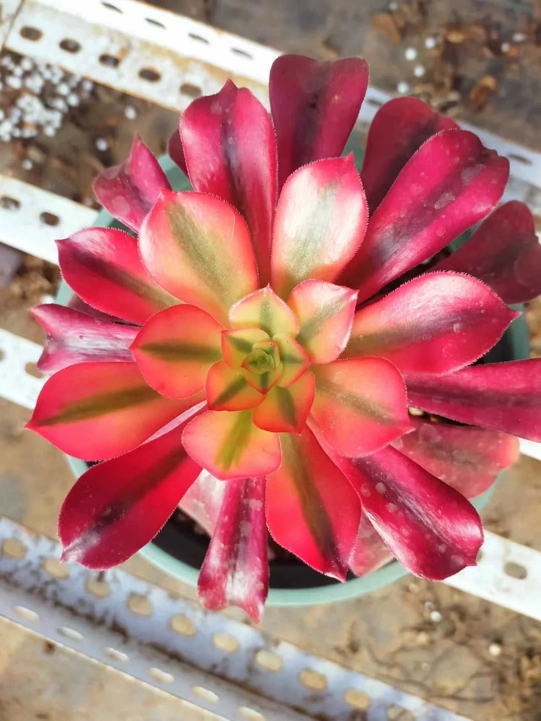 342.Medusa variation single head 10cm/ Aeonium single head/ Succulent plants / Garden landscape / Carefully select healthy plants
