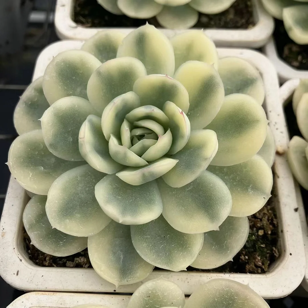 plant Aeonium Echeveria Haworthia  Caudex  Lithops Cactus  Agave 