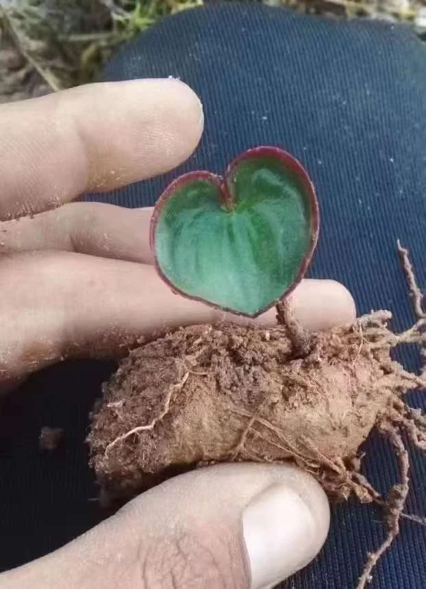 plant Aeonium Echeveria Haworthia  Caudex  Lithops Cactus  Agave 