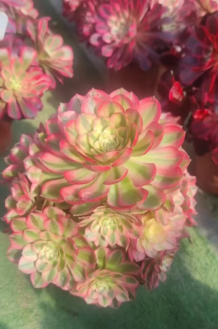 plant Aeonium Echeveria Haworthia  Caudex  Lithops Cactus  Agave 