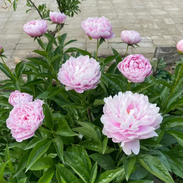 Green Peony Seeds – Symbol of luck and wealth