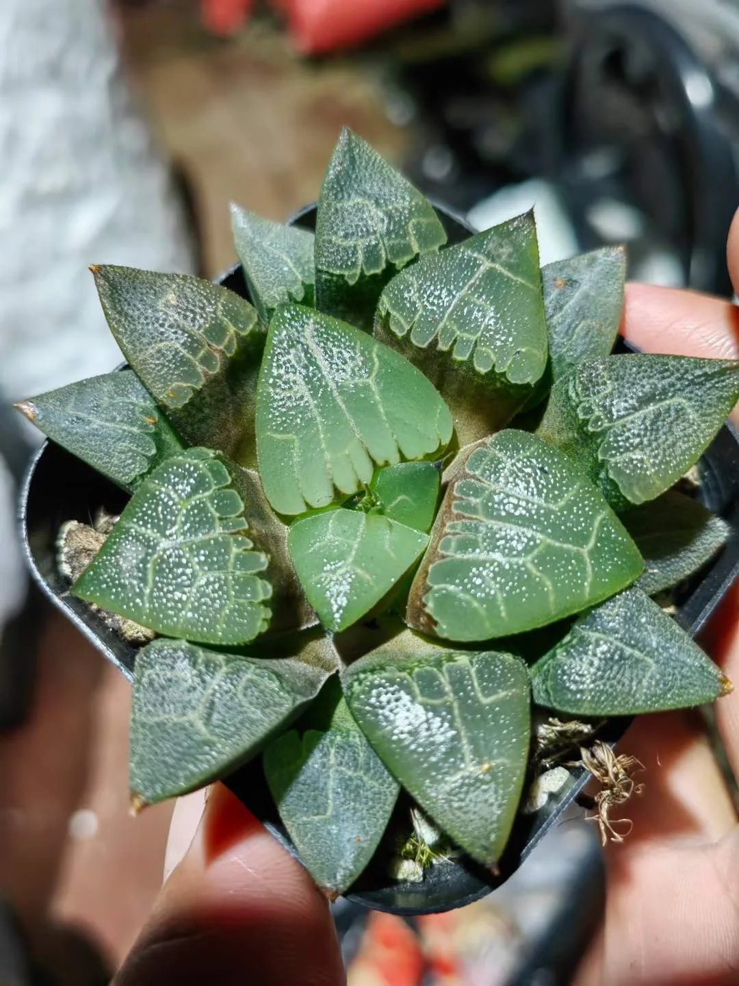 887.   Disorderly veins Bayeri   5-6cm / Haworthia/ Succulent plants / Garden landscape / Carefully select healthy plants