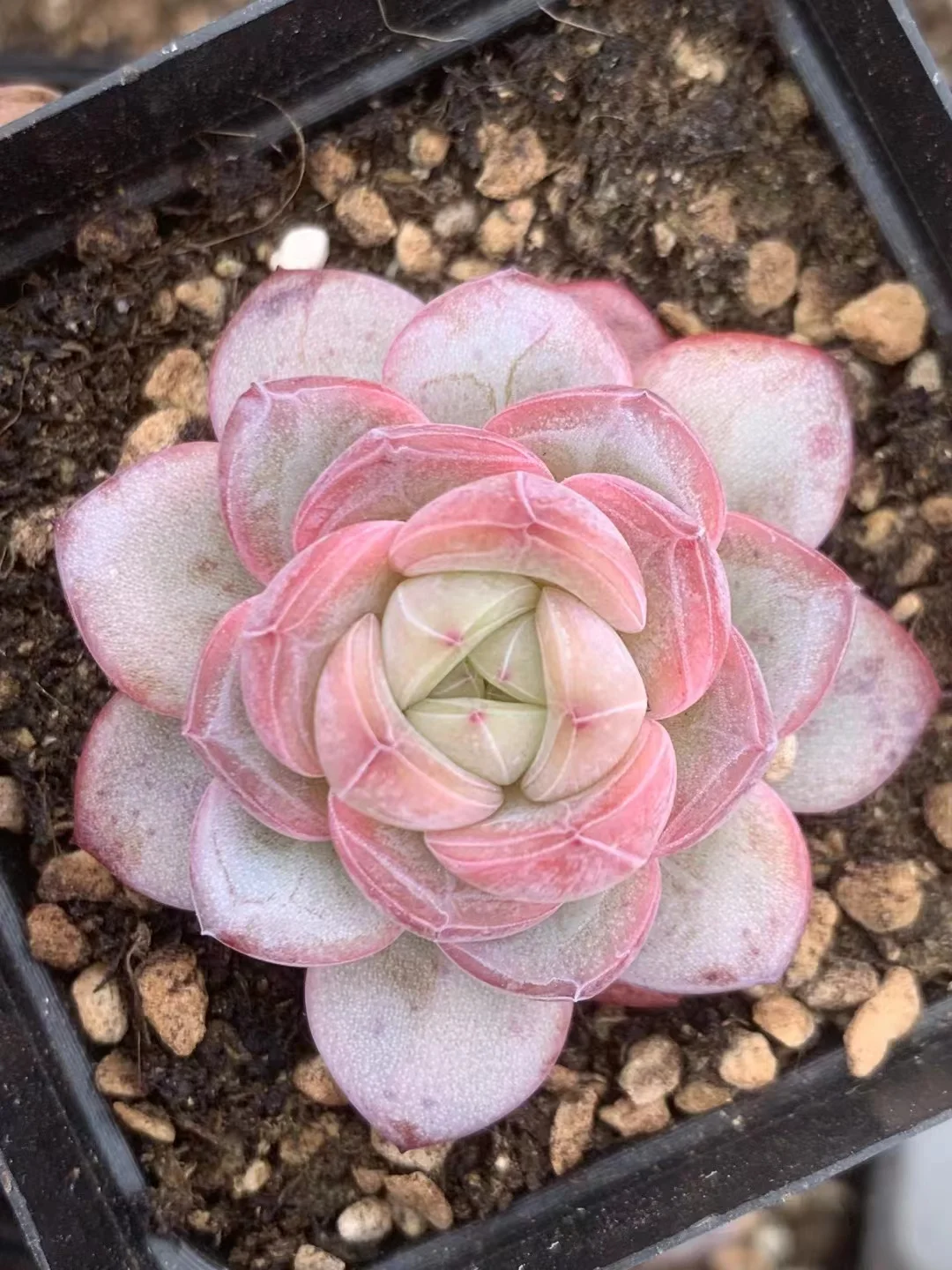 plant Aeonium Echeveria Haworthia  Caudex  Lithops Cactus  Agave 